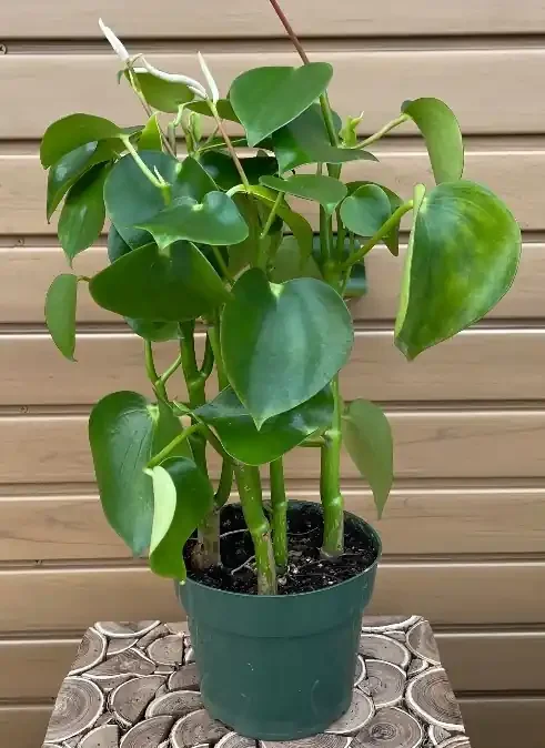 PEPEROMIA ‘Owl Eye’ – 6″