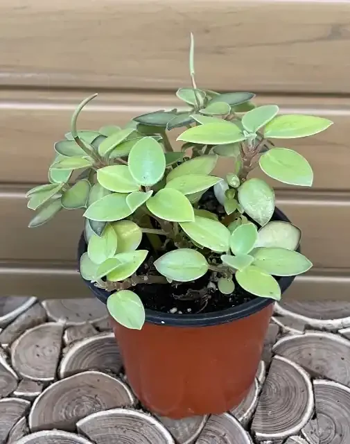 PEPEROMIA ‘PIXIE LIME’- 4″
