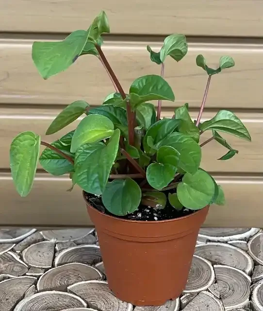PEPEROMIA ‘RANA VERDE’ – 4″