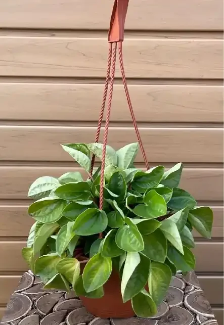 PEPEROMIA ‘RANA VERDE’, Hanging Basket- 6″