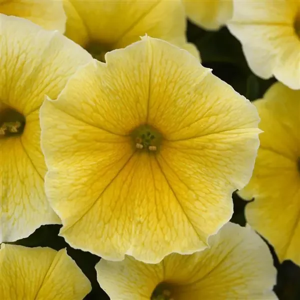 Petunia Bee’s Knees Yellow- 6″ pot