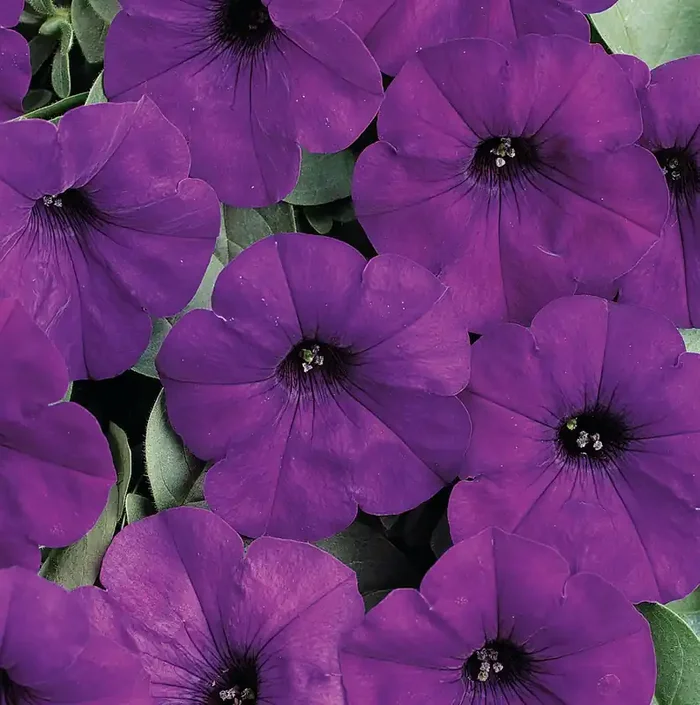 Petunia Easy Wave® Blue- 6″ pot