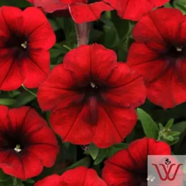 Petunia Easy Wave® Red Velour – 4 1/3″ pot