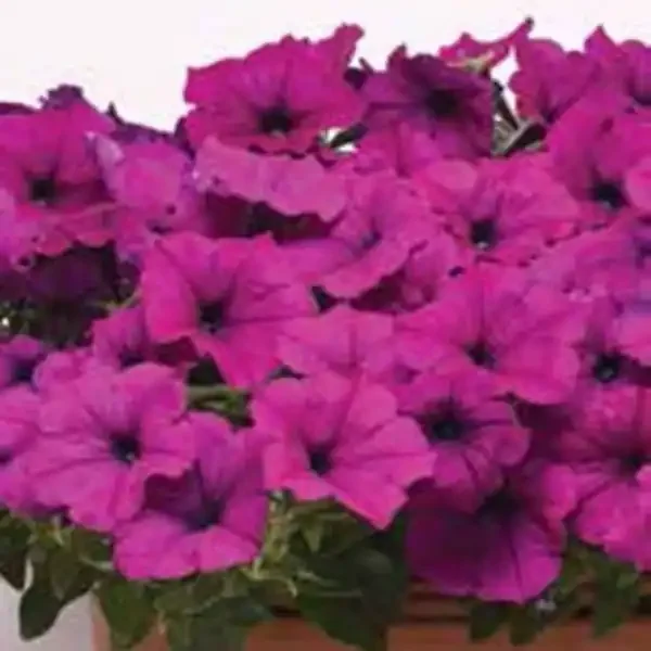 Petunia Easy Wave® Violet -6″ pot