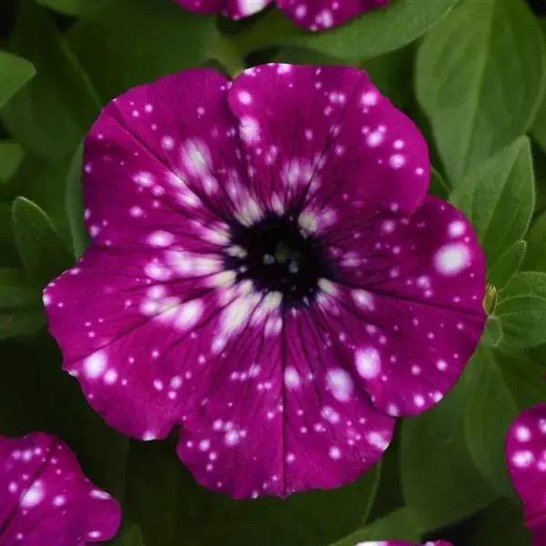 Petunia Headliner™ Electric Purple Sky 4 1/3″ pot