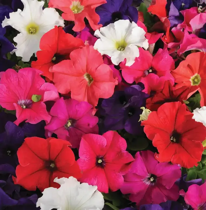 Petunia Pretty Grand™ Mix- 4 pak