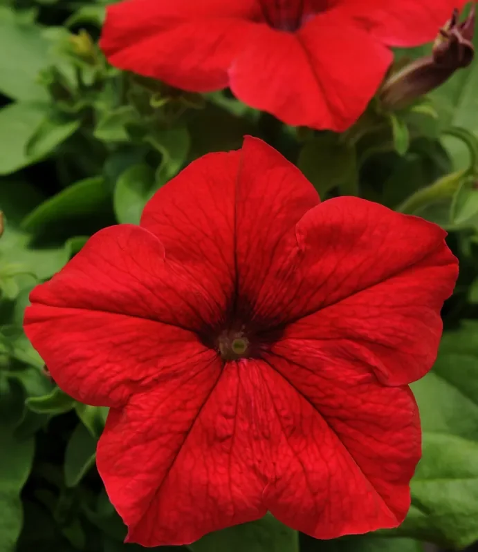 Petunia Pretty Grand™ Red- 4 pak