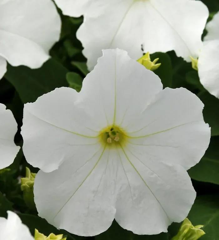 Petunia Pretty Grand™ White- 4 pak