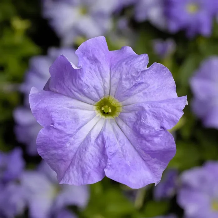 Petunia TriTunia Sky Blue- 4 pak