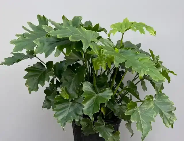 Philodendron bipinnatifidum ‘Little Hope’ – 8″