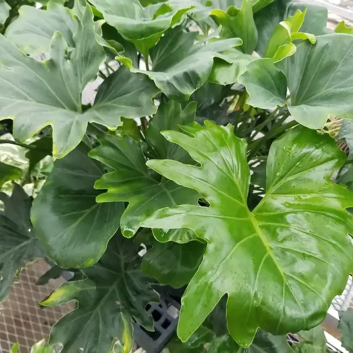 Philodendron ‘Hope’- 8″