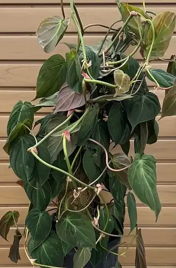 Philodendron micans – 10″ Totem