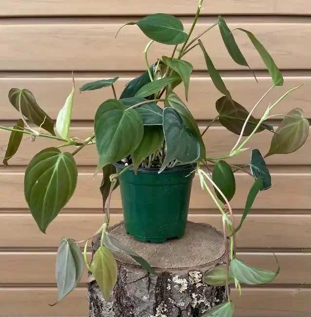 PHILODENDRON ‘MICANS’ – 4″