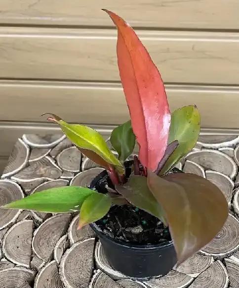 Philodendron ‘Prince of Orange’ – 4″