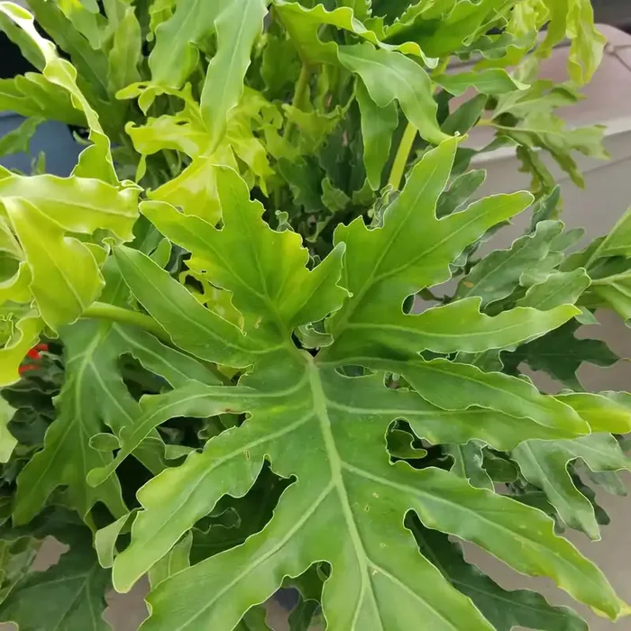 Philodendron selloum ‘Lickety Split’ – 10″