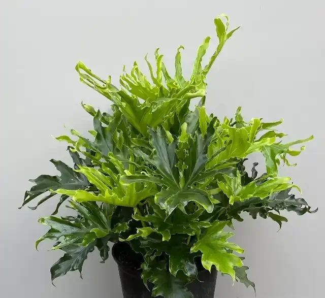 PHILODENDRON selloum ‘Lickety Split’ – 8″