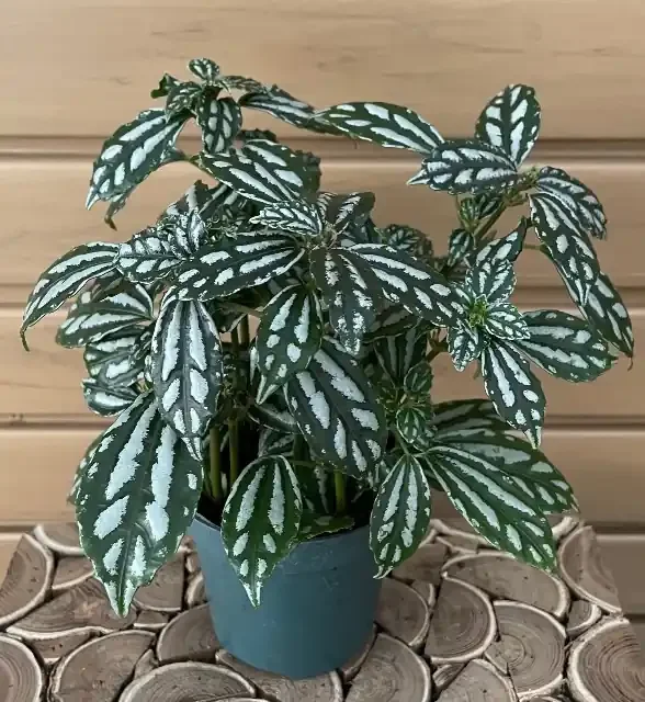 PILEA cadierei- 4″