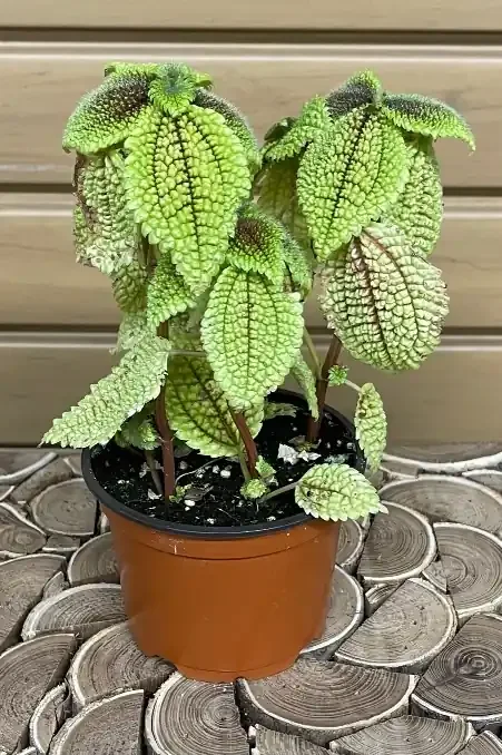 PILEA mollis ‘Moon Valley’ – 4″