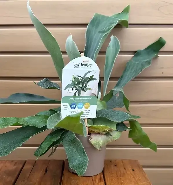 Platycerium bifurcatum ‘Living Lace® Sword Dance™’