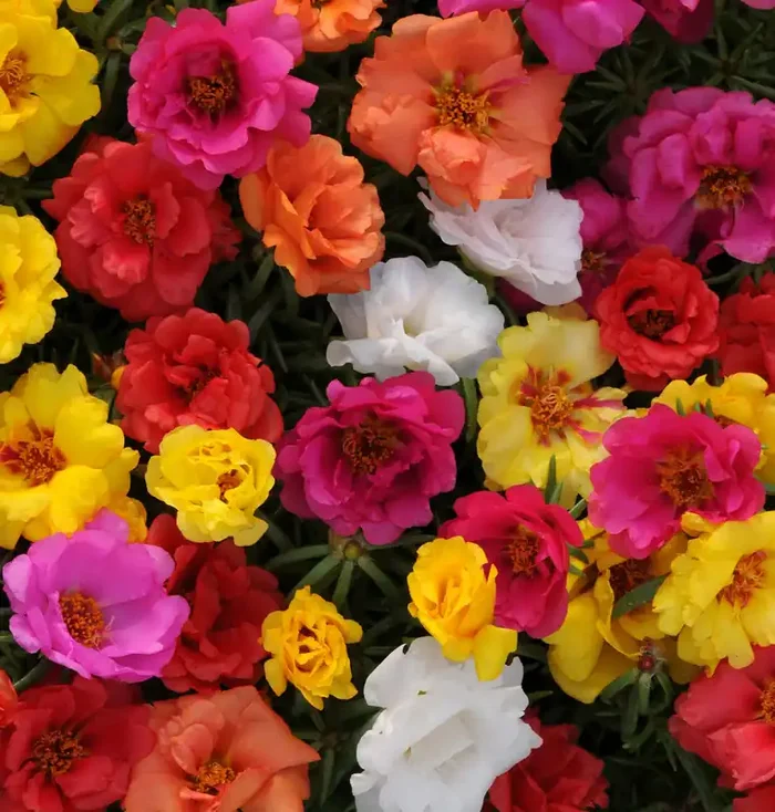 Portulaca Happy Hour™ Mix – 4 Pak