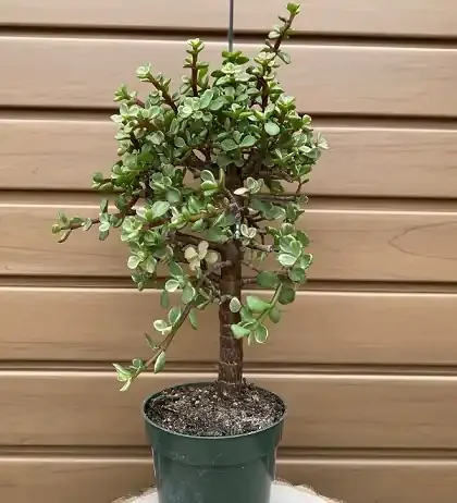 PORTULACARIA, VARIEGATED- 4″