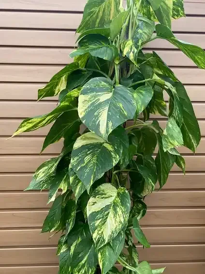 Pothos ‘Golden’ – 10″ Totem