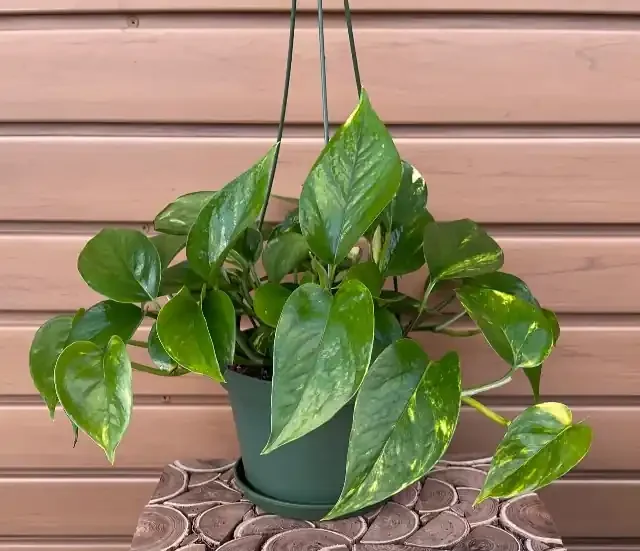 Pothos ‘Golden’, Hanging Basket- 6″