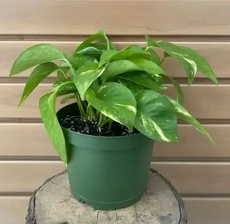 Pothos ‘Hawaiian’ – 6″