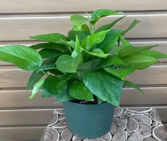 Pothos ‘Jade’ – 6″