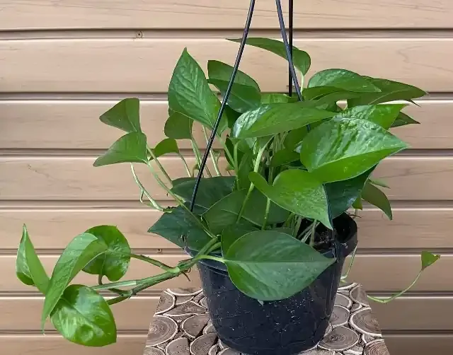 Pothos ‘Jade’, Hanging Basket- 8″