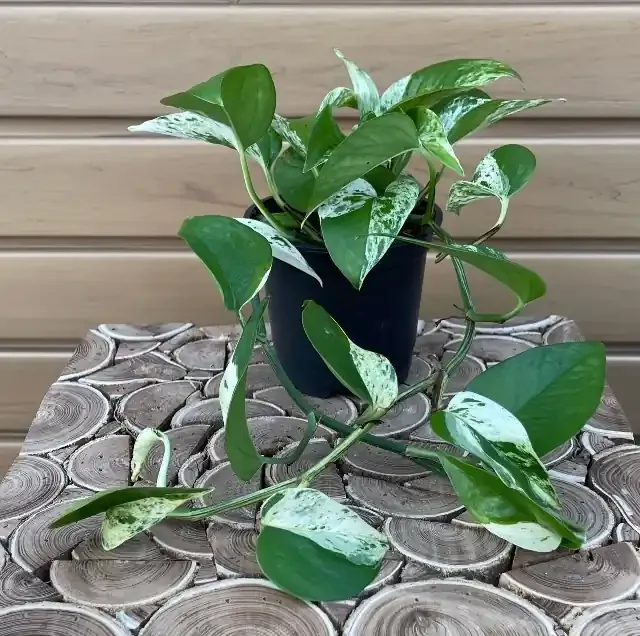 Pothos ‘Marble Queen’ – 4″
