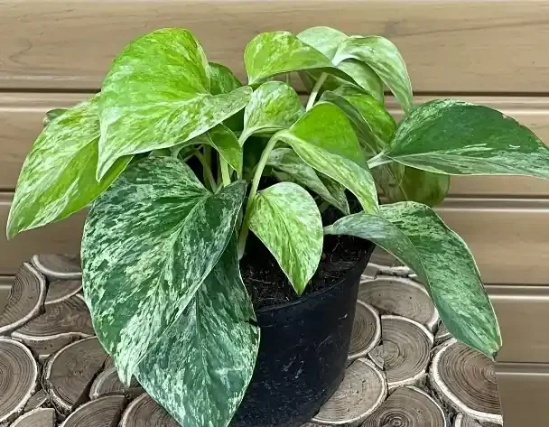 Pothos ‘Marble Queen’- 6″