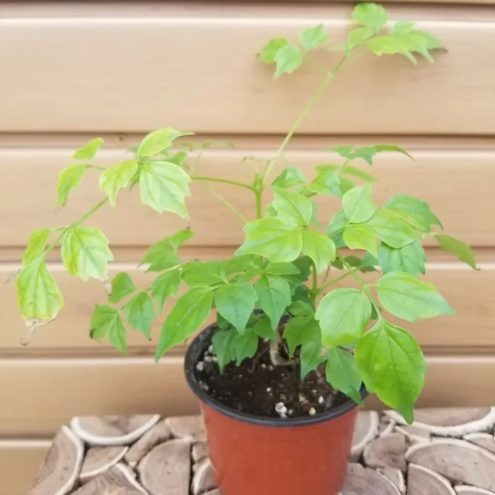 Radermachera sinica- 4″