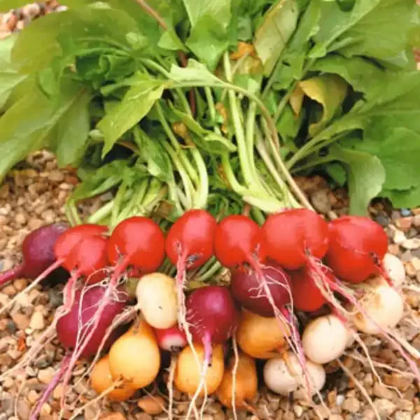 Radish Rainbow Mix II- 4 pak