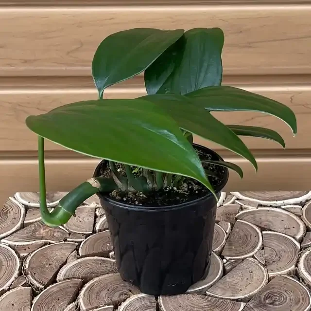 RHAPHIDOPHORA decursiva- 6″