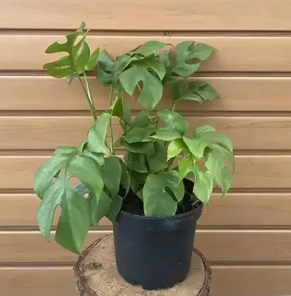 Rhaphidophora tetrasperma- 6″