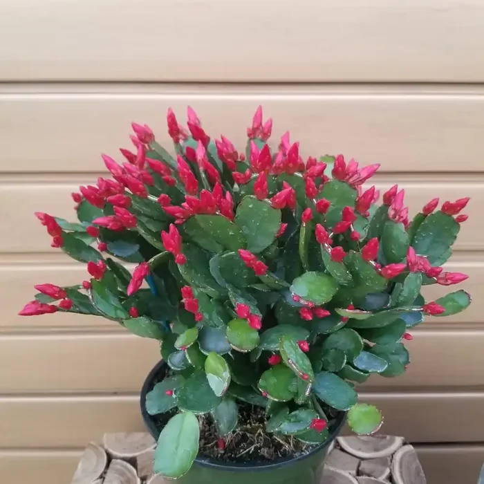 Rhapsalidopsis, Spring Cactus- ASSORTED COLORS- 6″