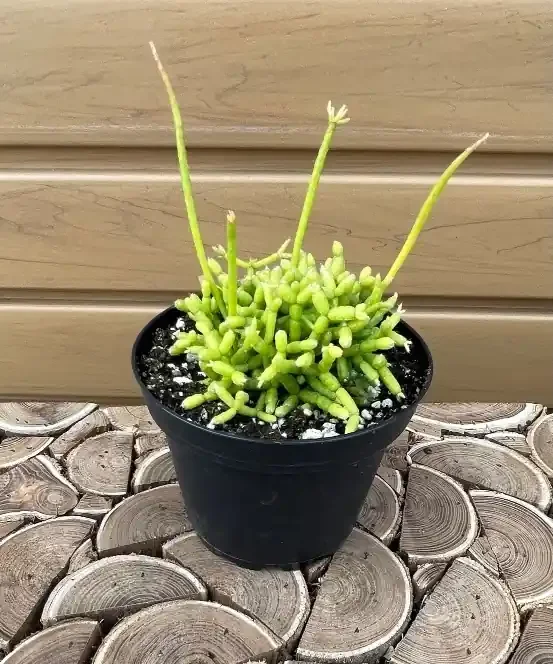 RHIPSALIS- 4″