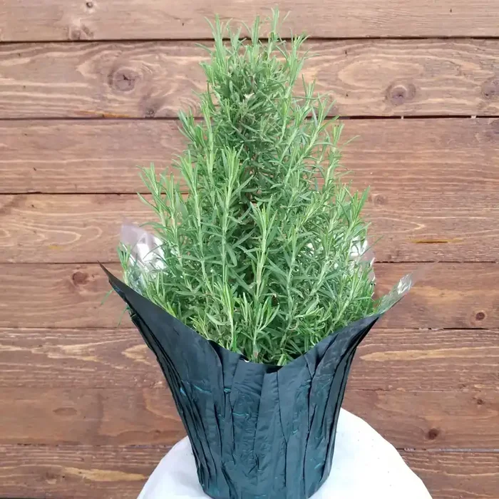 ROSEMARY TREE- 6″