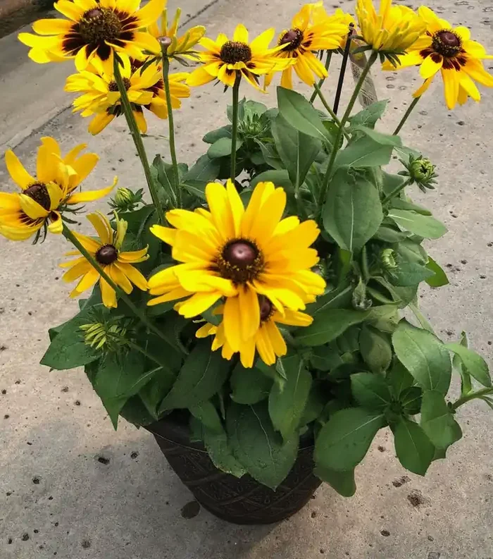 RUDBECKIA, ASSORTED VARIETIES- 10″ PATIO POT