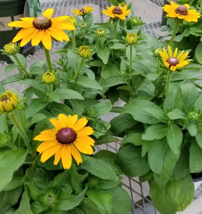 Rudbeckia Toto Gold- 6″