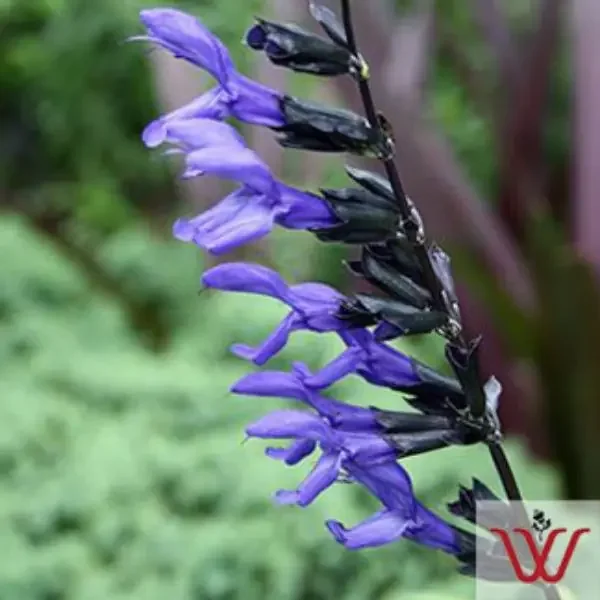 Salvia Black and Blue – 6″ pot