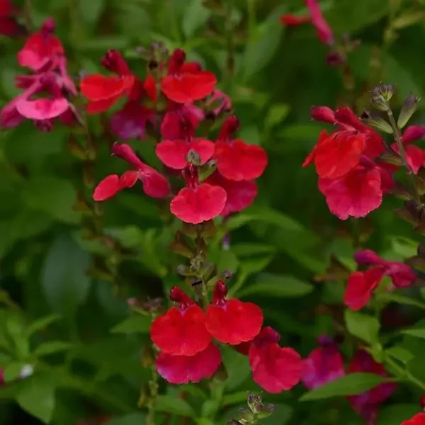 Salvia ‘Mirage™ Cherry Red’ – 6″ pot