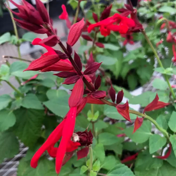 Salvia Roman Red- 6″ pot