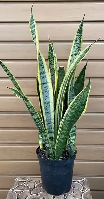 Sansevieria laurentii- 6″