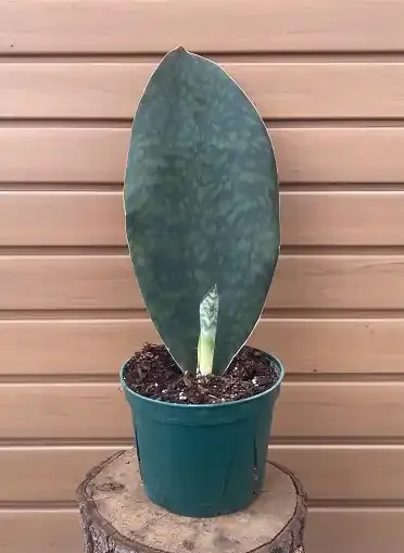 Sansevieria masoniana- 6″