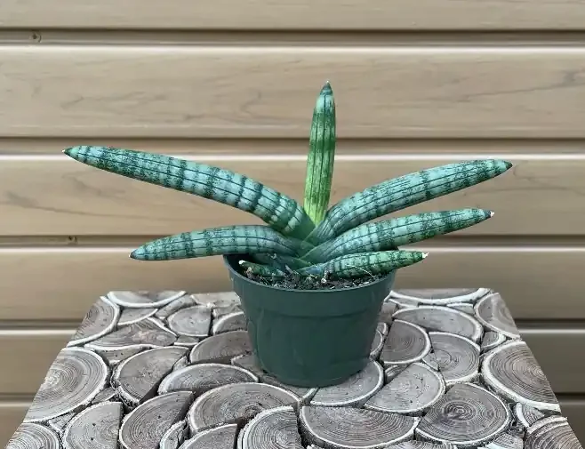 SANSEVIERIA ‘STARFISH’ – 4″