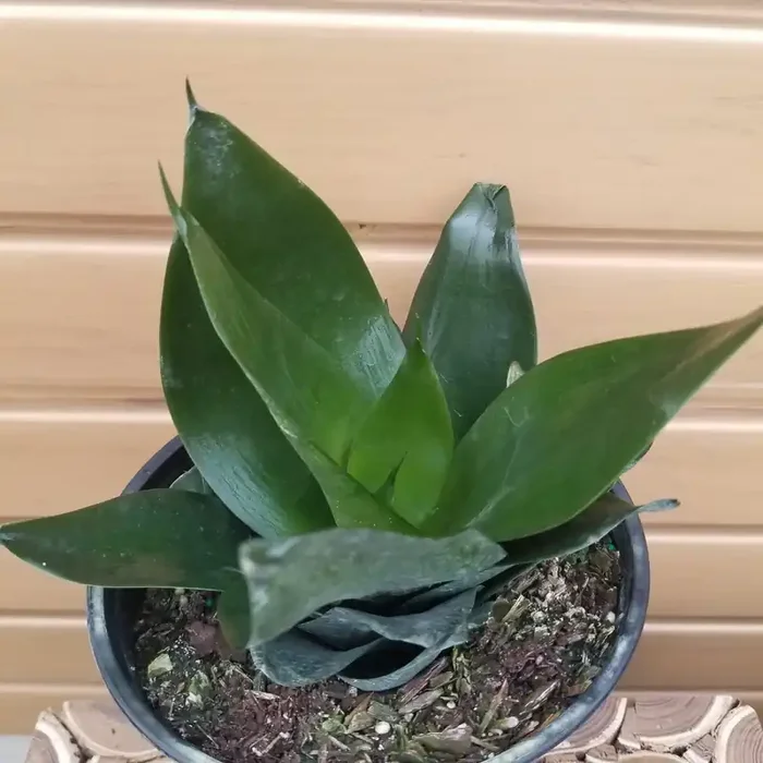 SANSEVIERIA STARPOWER™ BLACK JADE- 6″
