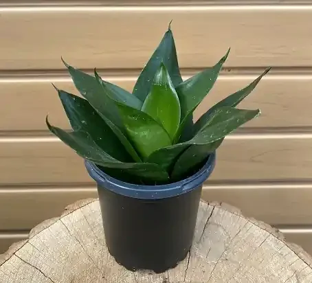 Sansevieria ‘STARPOWER™ Jade Star’ – 4″