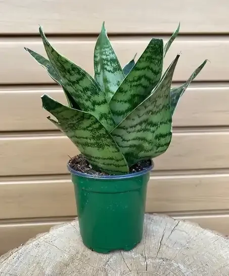 Sansevieria trifasciata Hahnii – 4″